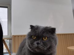 -鼓捣猫呢主题猫咖店