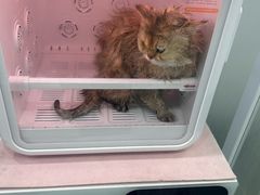 -爱洗澡的猫(天河路店)