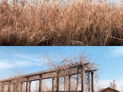 -池杉湖湿地公园