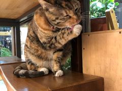 -猫的天空之城概念书店(杭州南宋御街店)