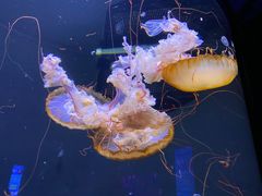 -海合安成都极地海洋公园