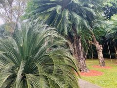 -深圳仙湖植物园