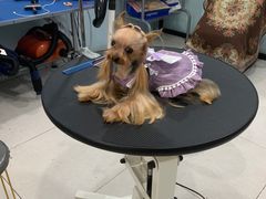 -欣怡宠物店