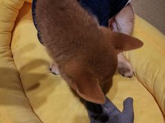 -逗柴咖啡屋·狗咖猫咖宠物桌游