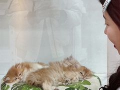 -青奢宠物·青奢猫舍