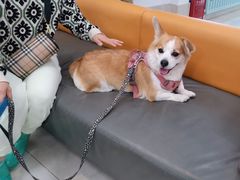 -北京观赏动物医院·24小时大型综合·猫专科·异宠专科