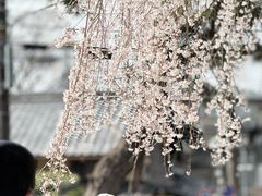 -醍醐寺