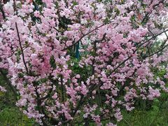 -春花秋色城市公园