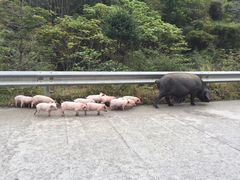 -硗碛藏寨·神木垒景区