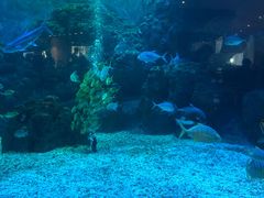 -三亚亚龙湾雅高美爵酒店
