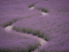 -紫颐香薰山谷景区