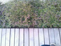 android_upload_pic-广西壮族自治区药用植物园