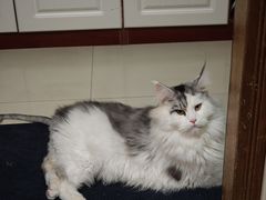 -北京派仕佳德动物医院·超导核磁·CT·神经科·骨科·内外科·急重症管理中心