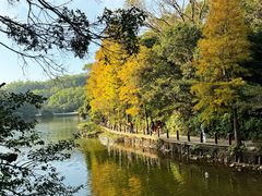 -深圳仙湖植物园