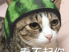 -芭比堂动物医院·24小时·眼科中心(深圳中心)