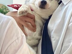 -Husky Go!哈士奇体验馆·宠物咖啡厅狗咖