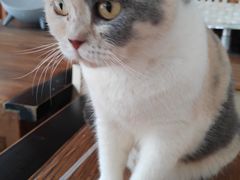 -吉丁鸟咖·异宠·寄养