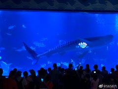 -烟台海昌鲸鲨海洋公园