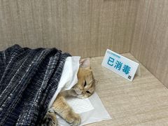 -北京观赏动物医院·24小时大型综合·猫专科·异宠专科