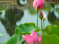 -无锡蠡湖国家湿地公园-蠡园