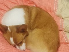 -瑞鹏宠物医院