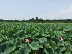 -上海海湾国家森林公园