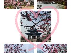 -梅花山(明孝陵内)