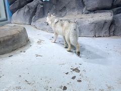 -海合安青岛极地海洋公园