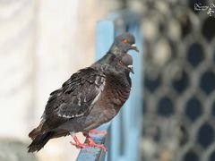 -圣马尔谷圣殿宗主教座堂