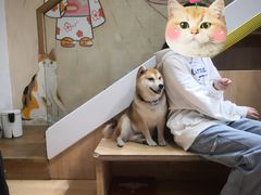 -是阿柴呀！柴犬咖啡·爱喵喵猫咖