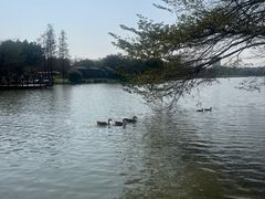 -海珠湖公园