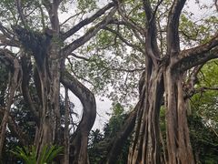 -瑞丽独树成林风景区