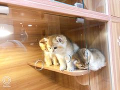 -猫十亿·布偶金渐层·曼基康矮脚猫舍(青年路店)
