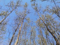 -合肥滨湖国家森林公园