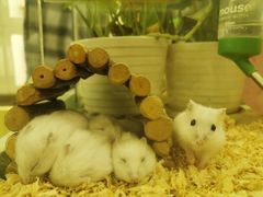 -龙猫仔乐园(惠福东路店)