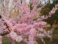 -大兴滨河森林公园