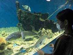 -秦皇岛新澳海底世界