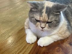 -藦茜花园宠物主题亲子互动体验馆(国顺东路店)