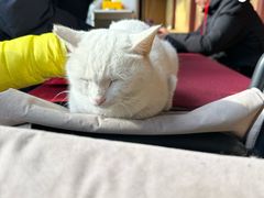 -龙华素斋(龙华路店)