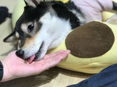 -逗柴咖啡屋·狗咖猫咖宠物桌游