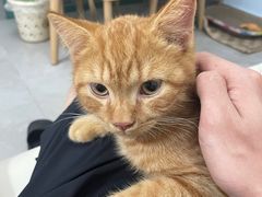 -御宝贝·A梦猫科宠物医院(国际猫友好医院)