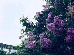 -浦江麦饼