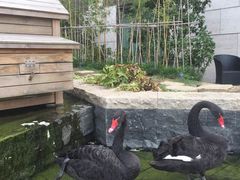 -行者书屋大堂吧 ·下午茶(南京圣和府邸酒店)