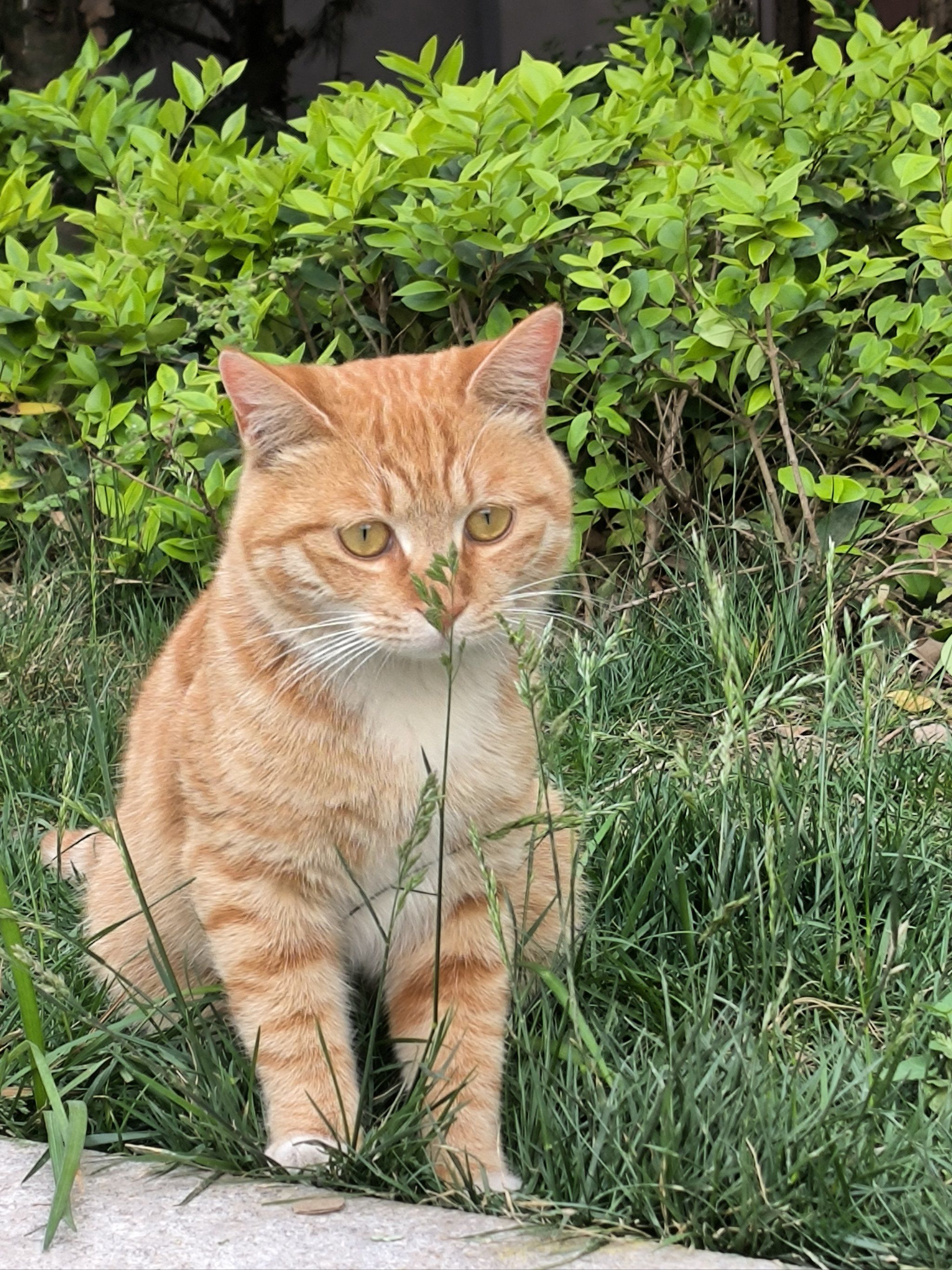 记录猫咪日常