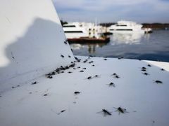 -七的湖·晚芳亭·阳澄湖农家菜·大闸蟹(莲花岛店)