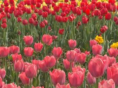 -洛阳郁金香牡丹园