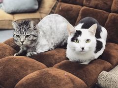 -菠萝格斗巴西柔术训练馆