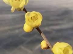 -白塘生态植物园
