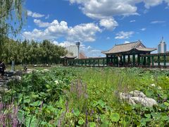 -莲花池公园