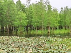 -白鹭湾湿地公园